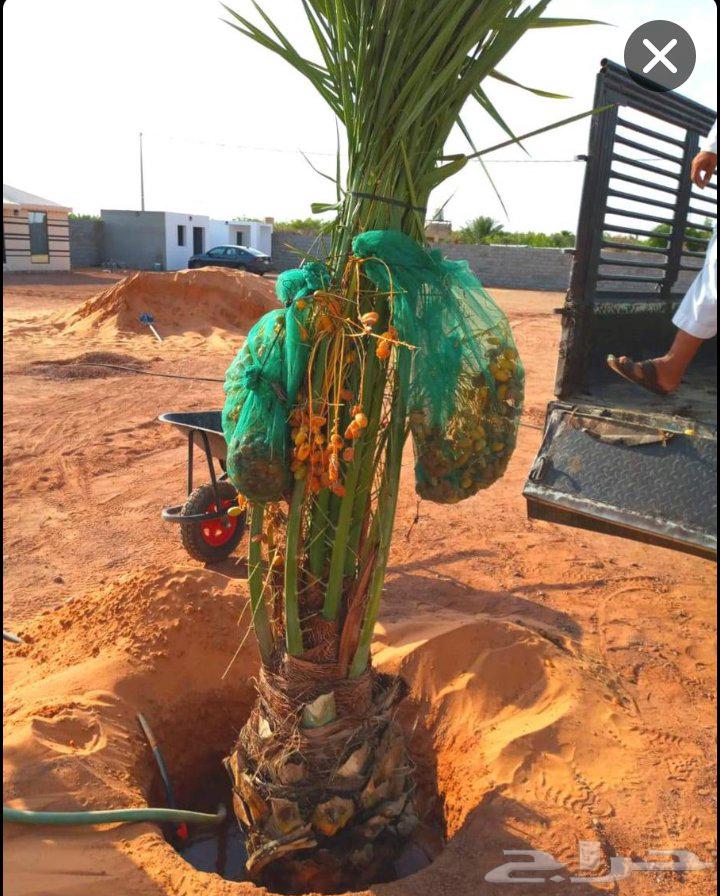 نخل مثمر نخل واشنطني واشنطونيا اخلاص سكري برحي صقعي شيشي هلا64534971596289112