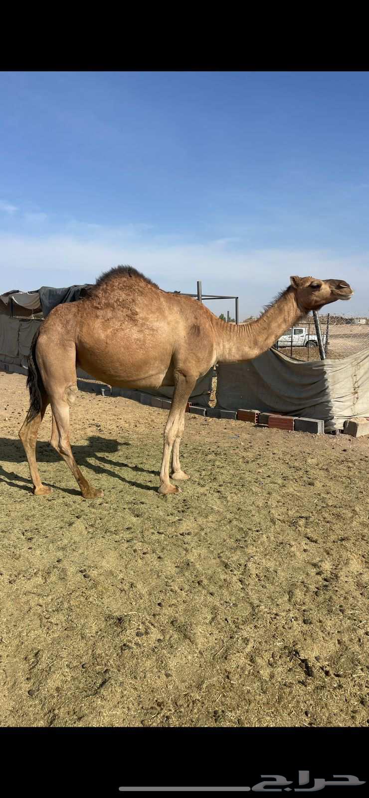 بكره حمراء ع ضراب الحد 6500 تم البيع64529278402434110