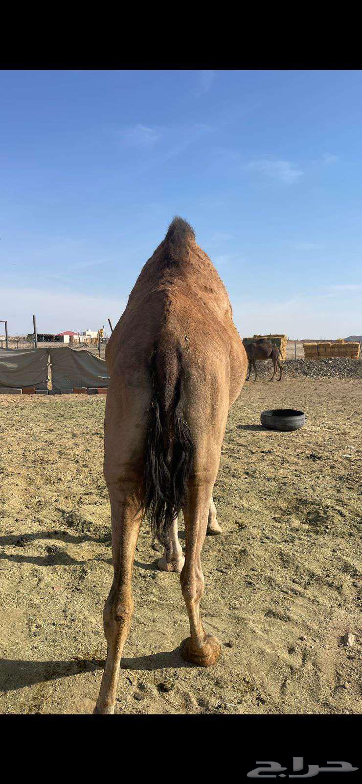 بكره حمراء ع ضراب الحد 6500 تم البيع64529278402434112