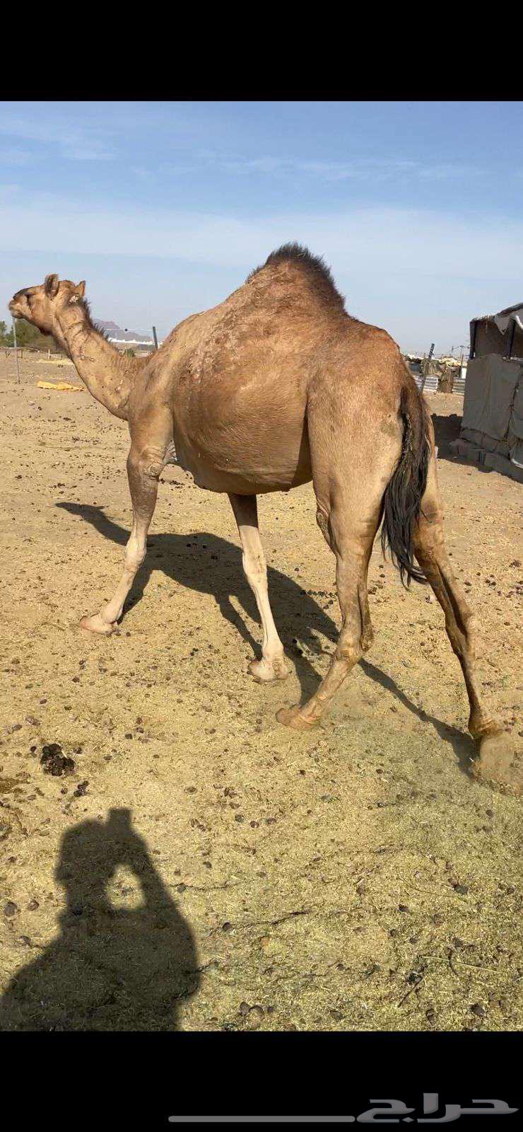 بكره حمراء ع ضراب الحد 6500 تم البيع64529278402434113