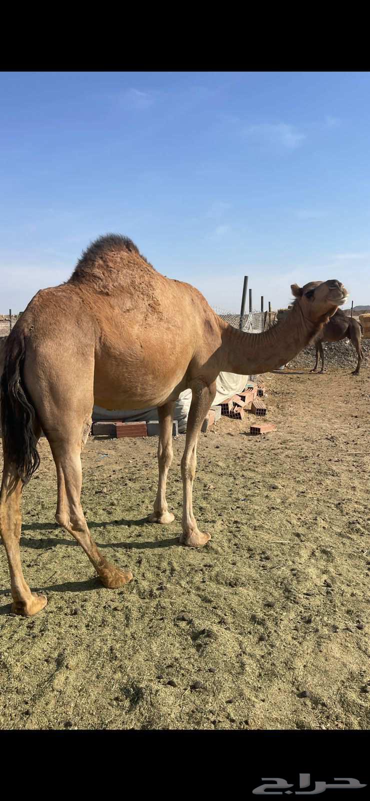 بكره حمراء ع ضراب الحد 6500 تم البيع64529278402434111