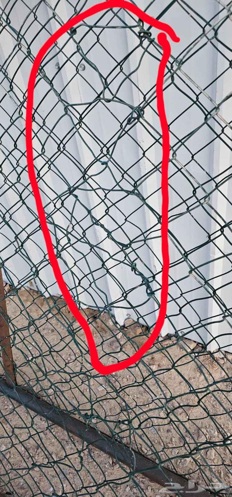 4 Shabak 3 264531477186817114