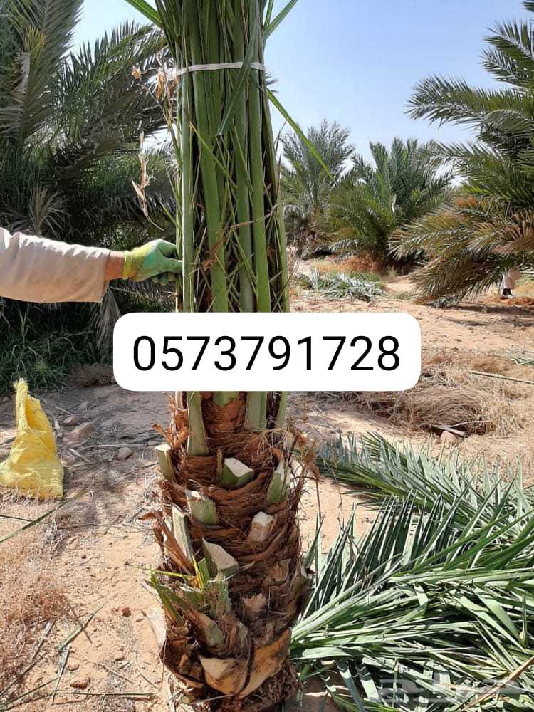 Date palm suckers from mother palms and rooted date palm suckers64532903631873110