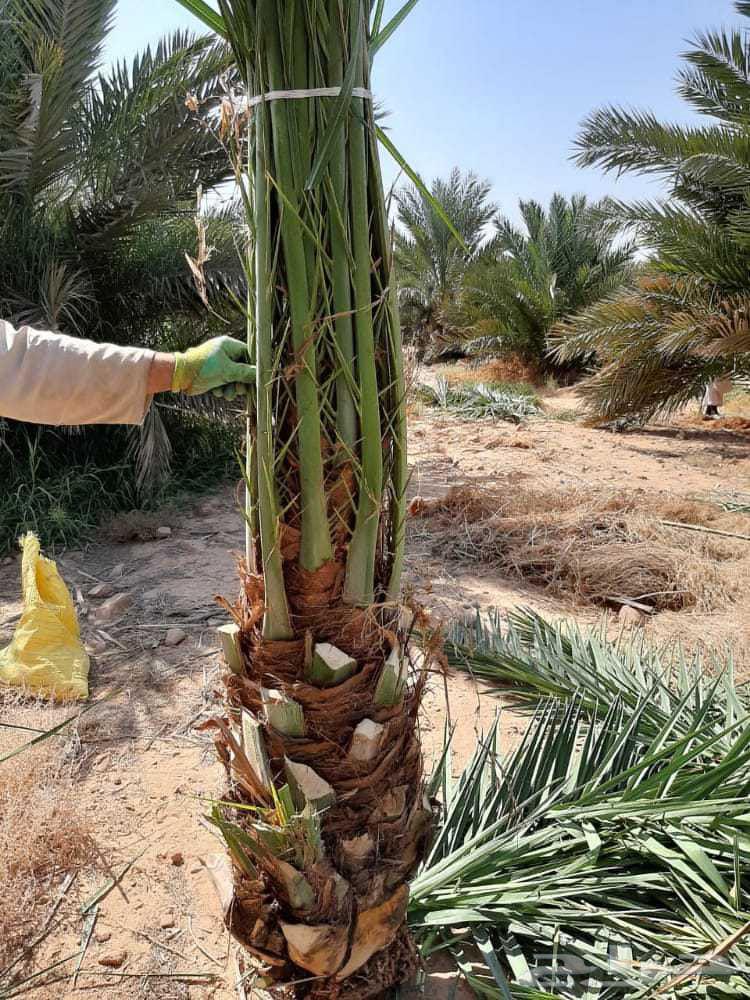 Date palm suckers from mother palms and rooted date palm suckers64532903631873114