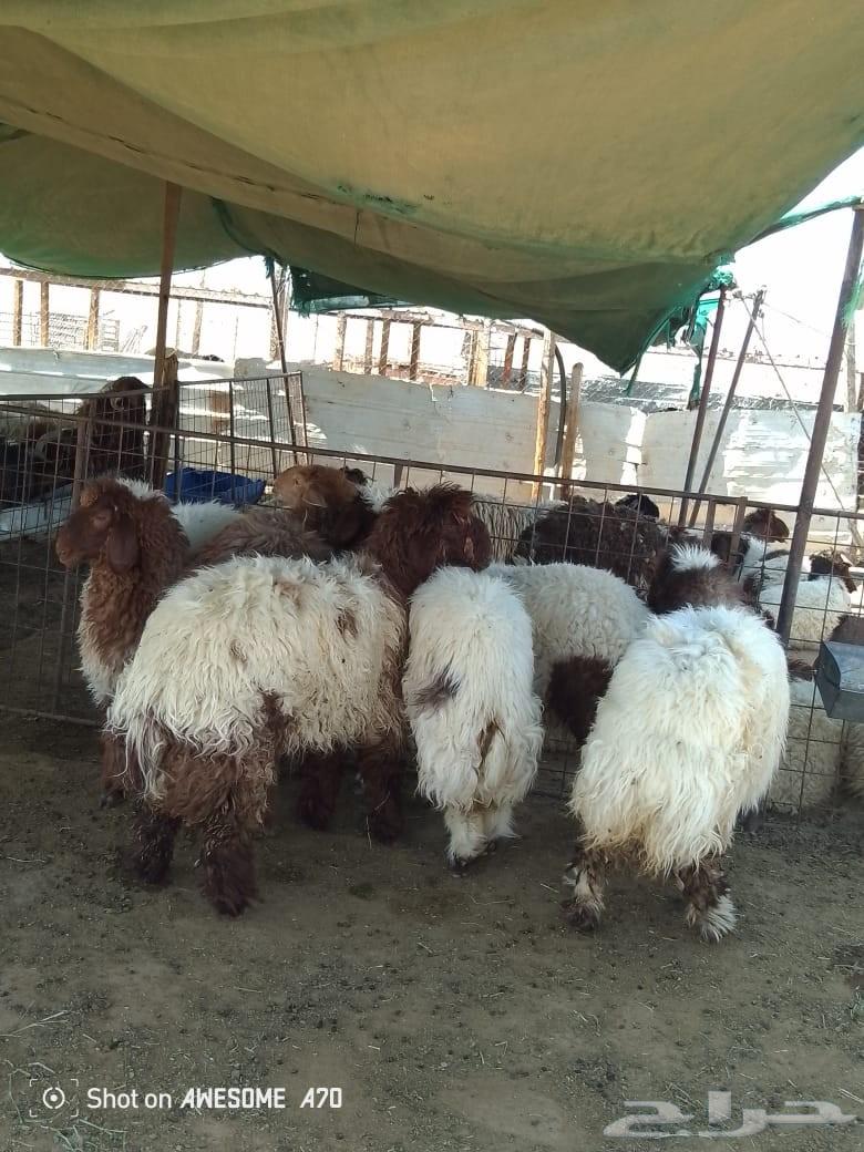 Sami for Meat, Tayma64531082530689111