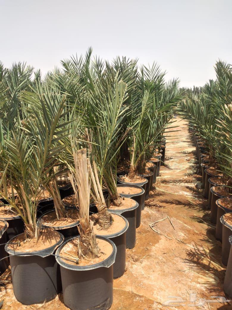 Date palm suckers from mother palms and rooted date palm suckers64532903631873112