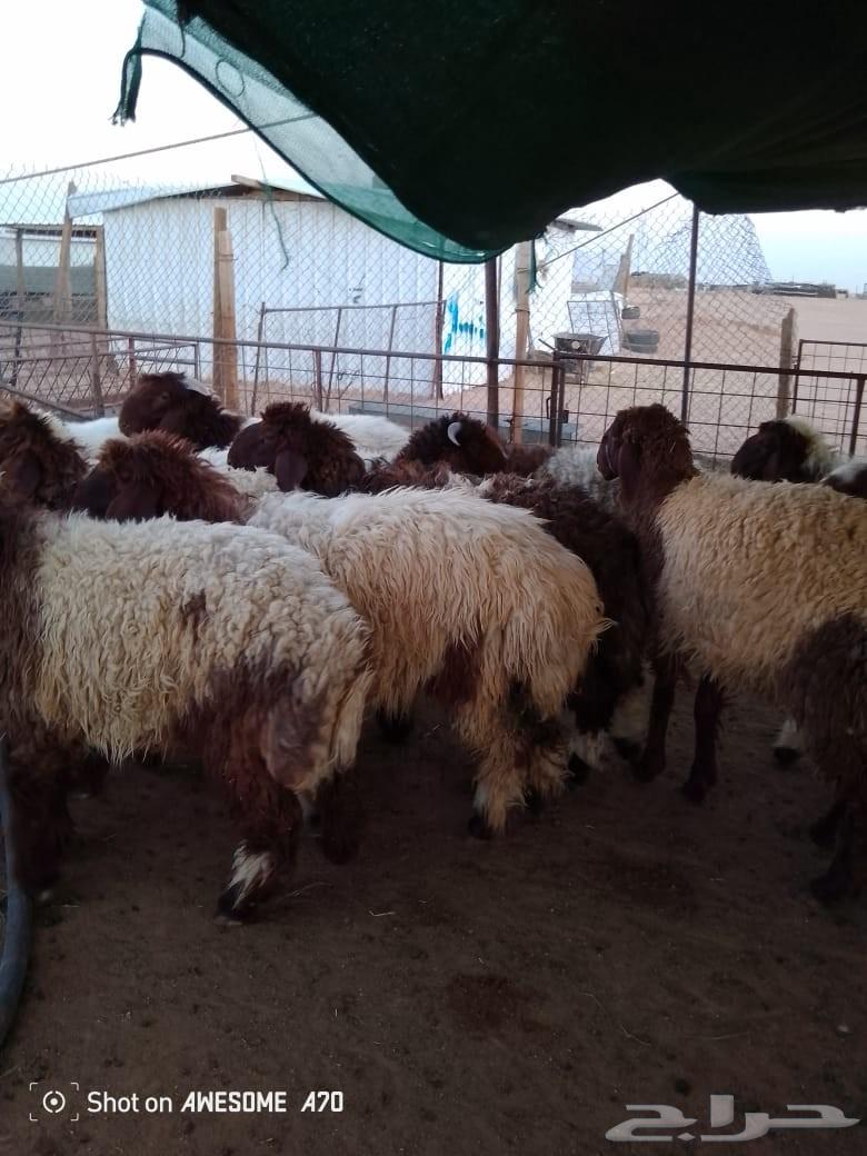 Sami for Meat, Tayma64531082530689110