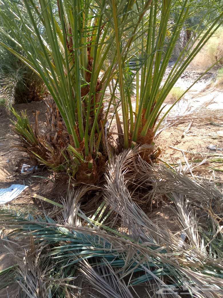 نخل للبيع في البدع64528365640707113