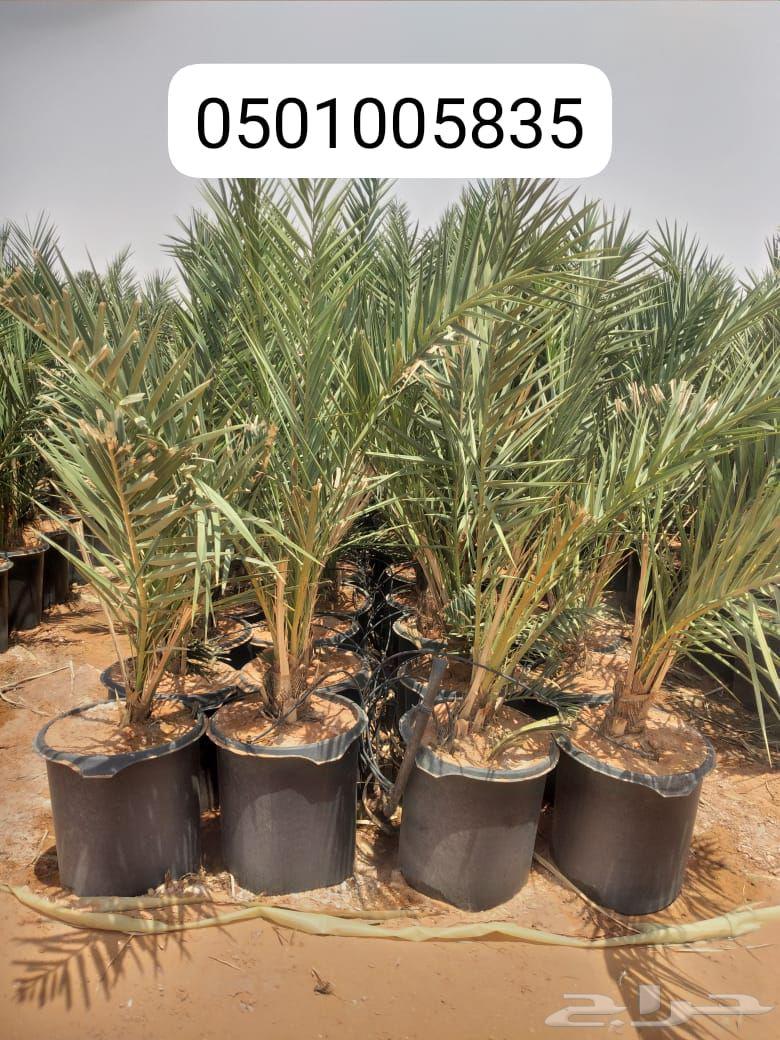 Date palm suckers from mother palms and rooted date palm suckers64532903631873111