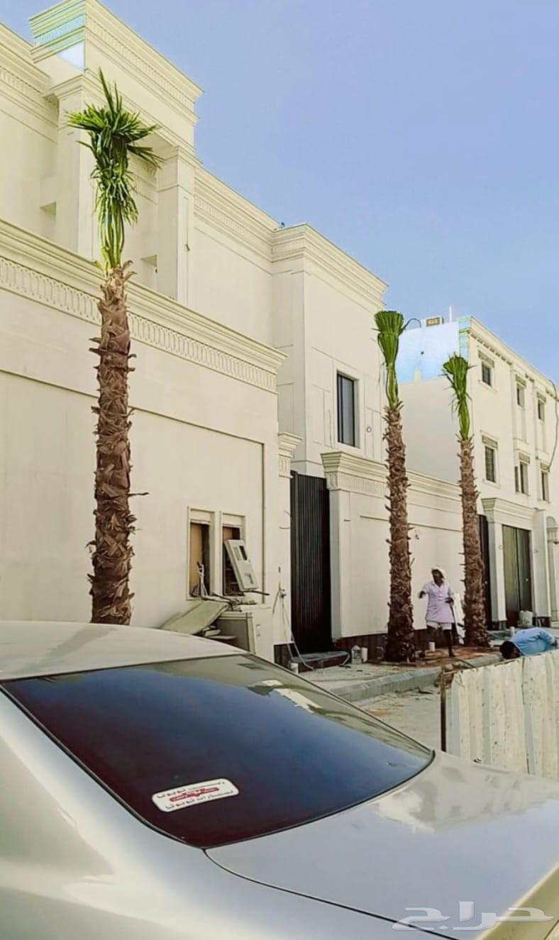 Washingtonian palm trees for sale in Riyadh, Jeddah, Qassim, Al-Kharj, all locations64531745519363113