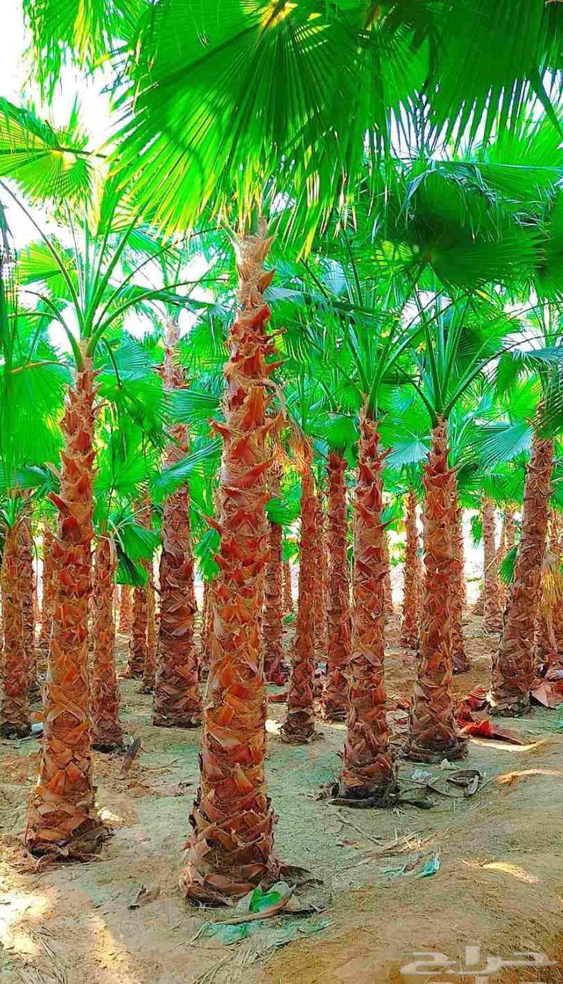 نخل مثمر نخل واشنطني واشنطونيا اخلاص سكري برحي صقعي شيشي هلا64534971596289111