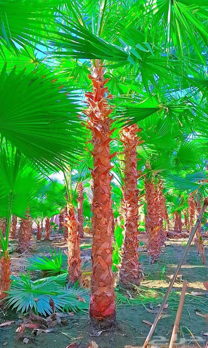 نخل مثمر نخل واشنطني واشنطونيا اخلاص سكري برحي صقعي شيشي هلا64534971596289110