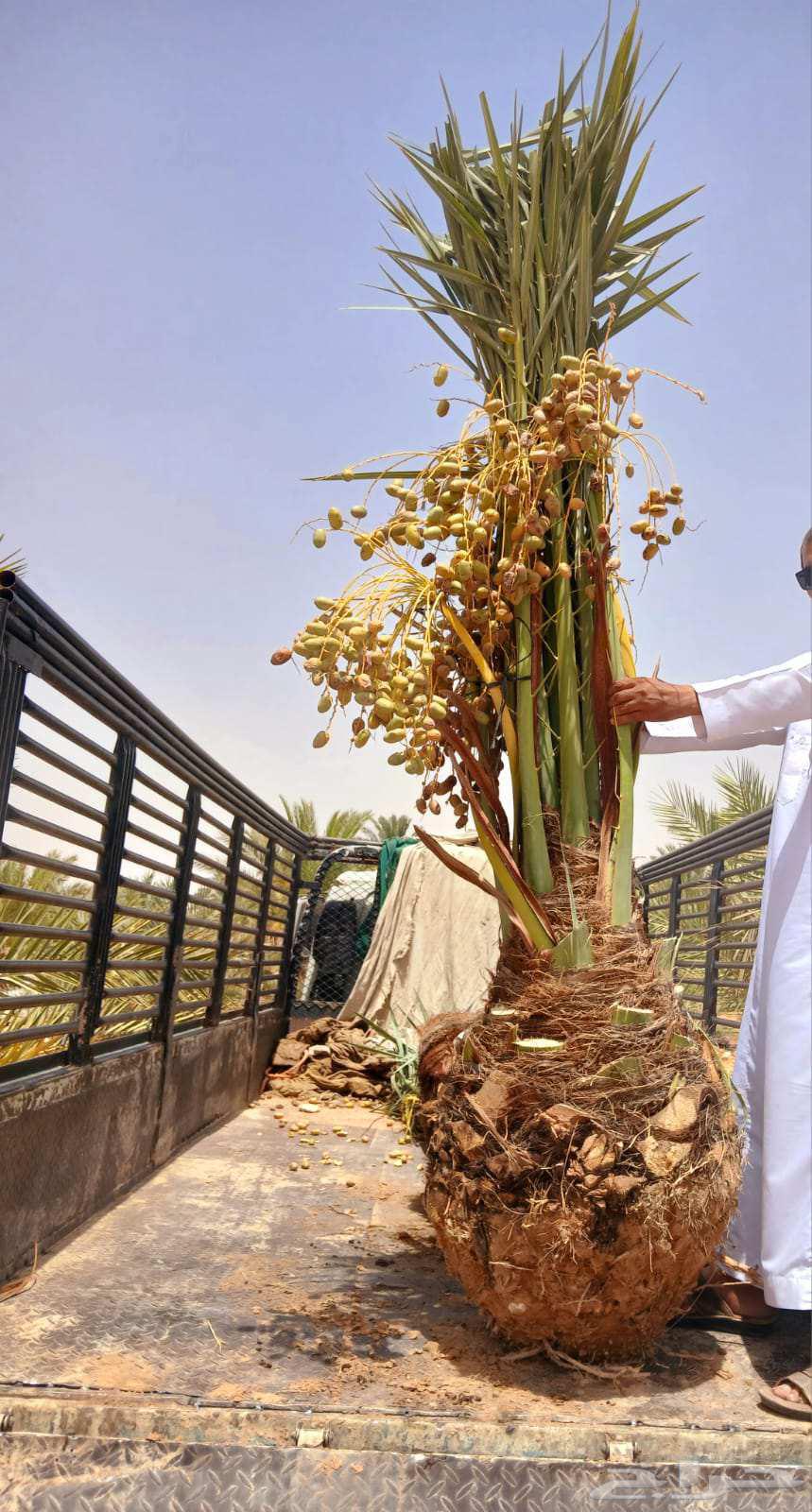 نخل مثمر نخل واشنطني واشنطونيا اخلاص سكري برحي صقعي شيشي هلا64534971596289114