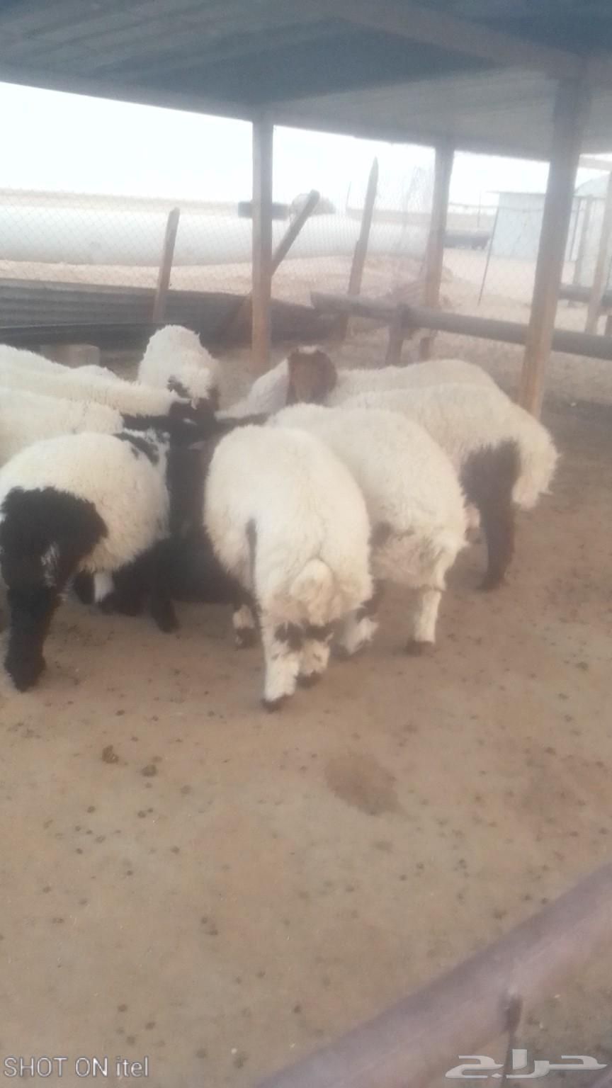 Sami for Meat, Tayma64531082530689112