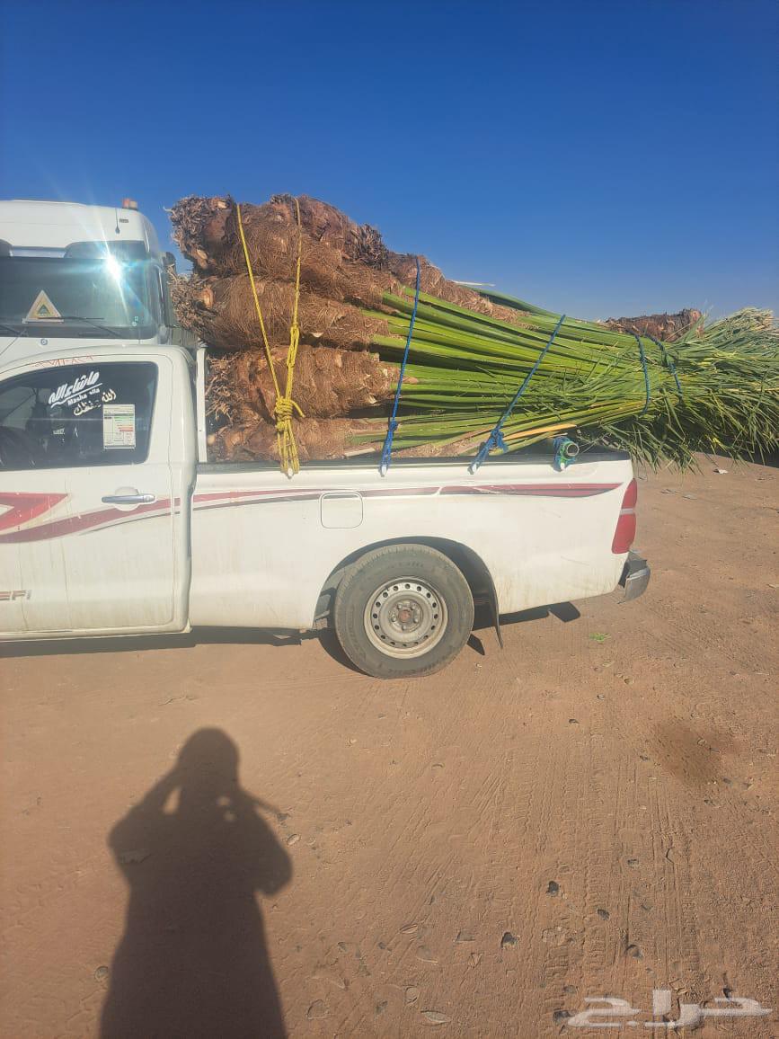 Palm trees for sale, Khalas, Sukkari, and Buri in Jeddah and Makkah Al-Mukarramah64534424747906111