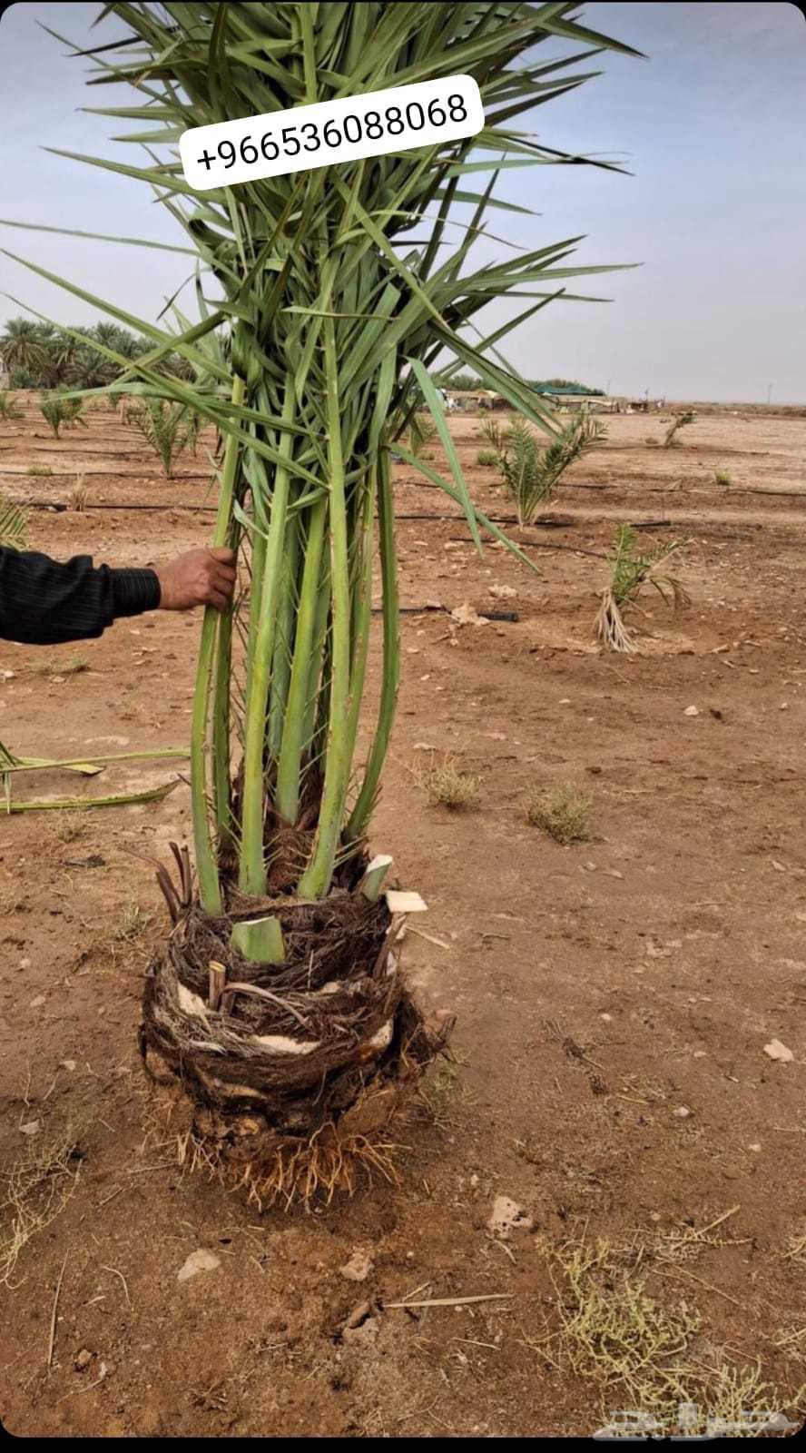 Date palm suckers from mother palms and rooted date palm suckers64532903631873113