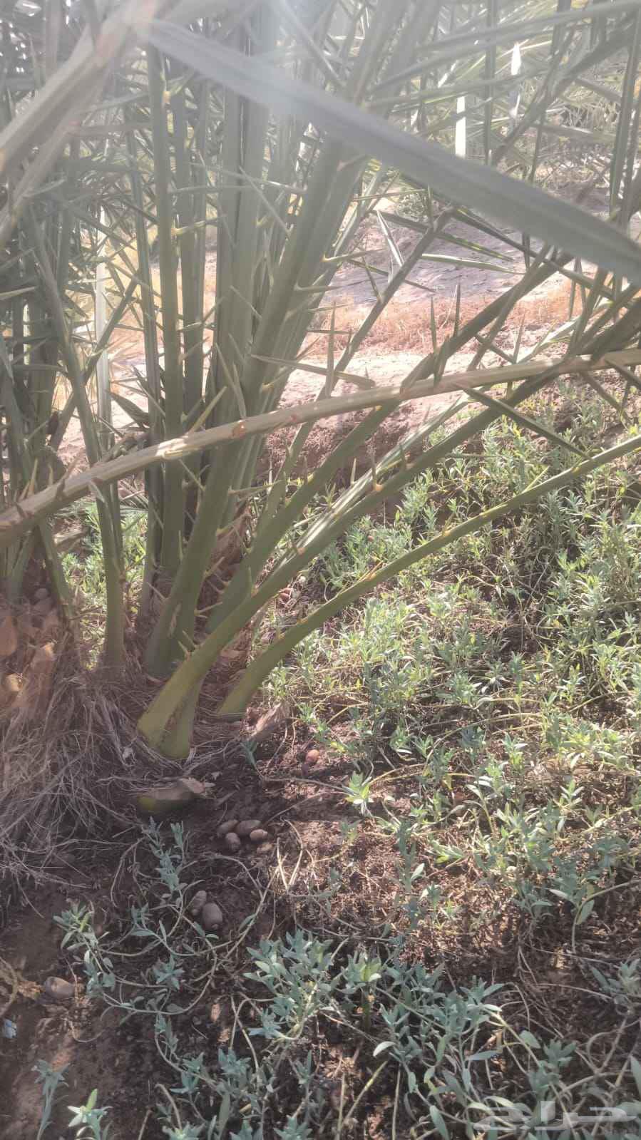 نخل للبيع في البدع64528365640707111