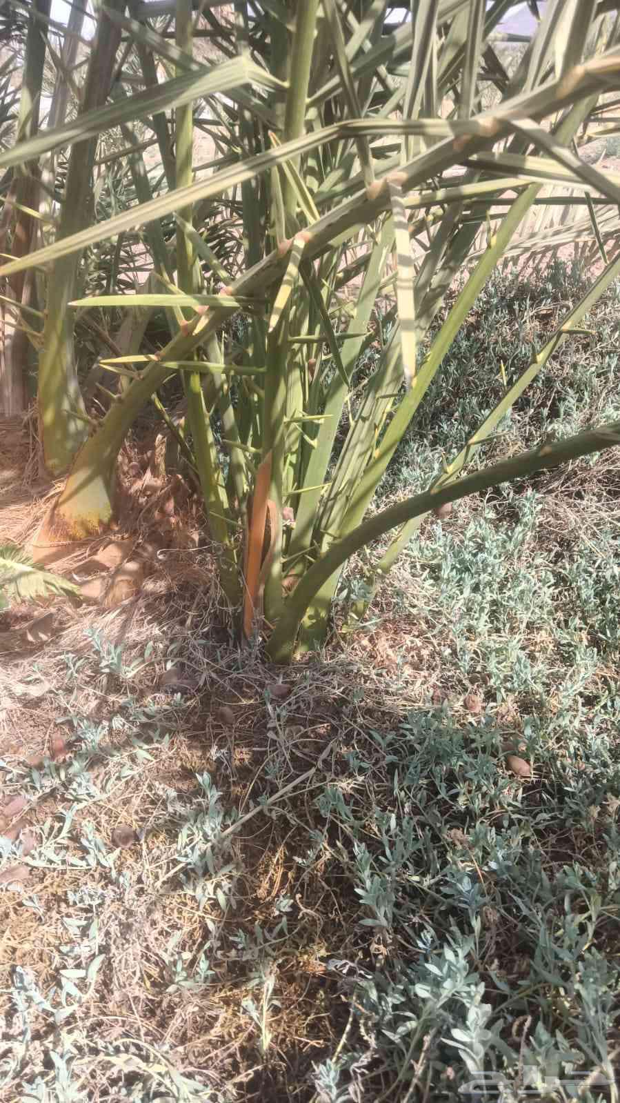 نخل للبيع في البدع64528365640707110