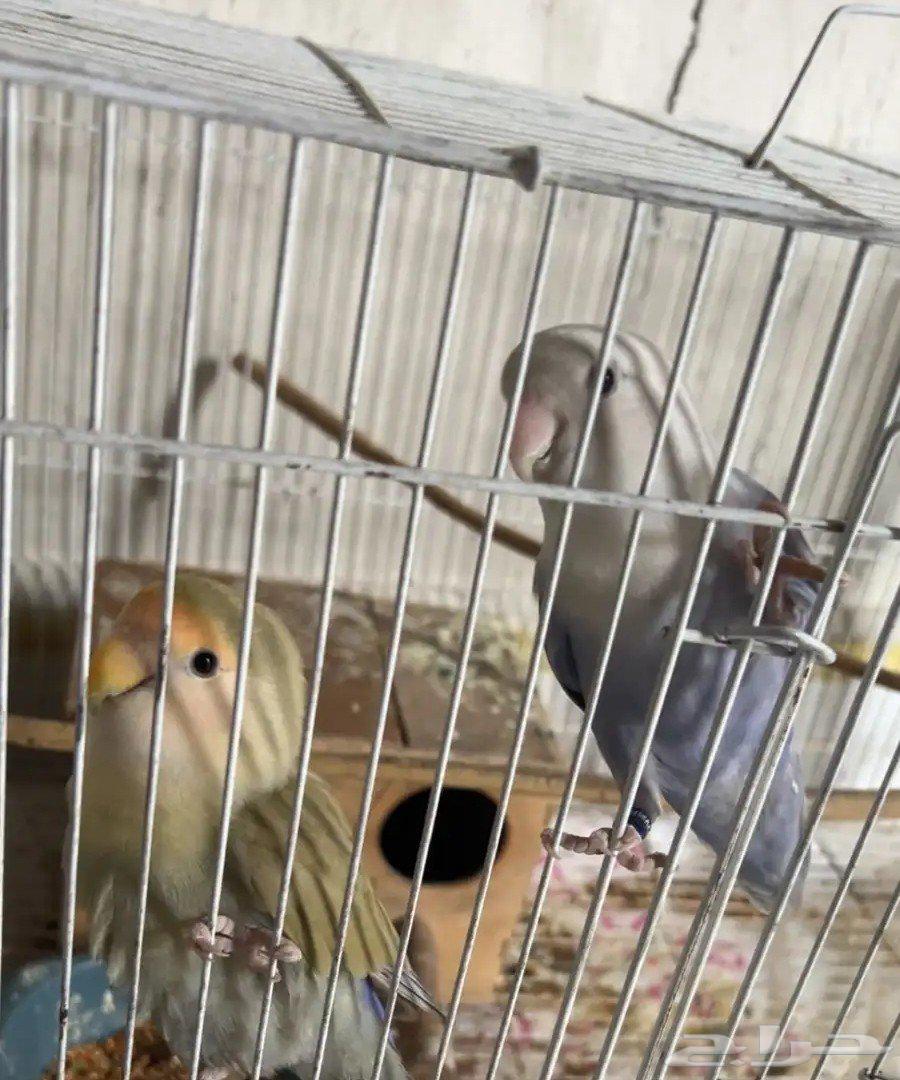 زوج روز اليف ومنتج64472089895171113