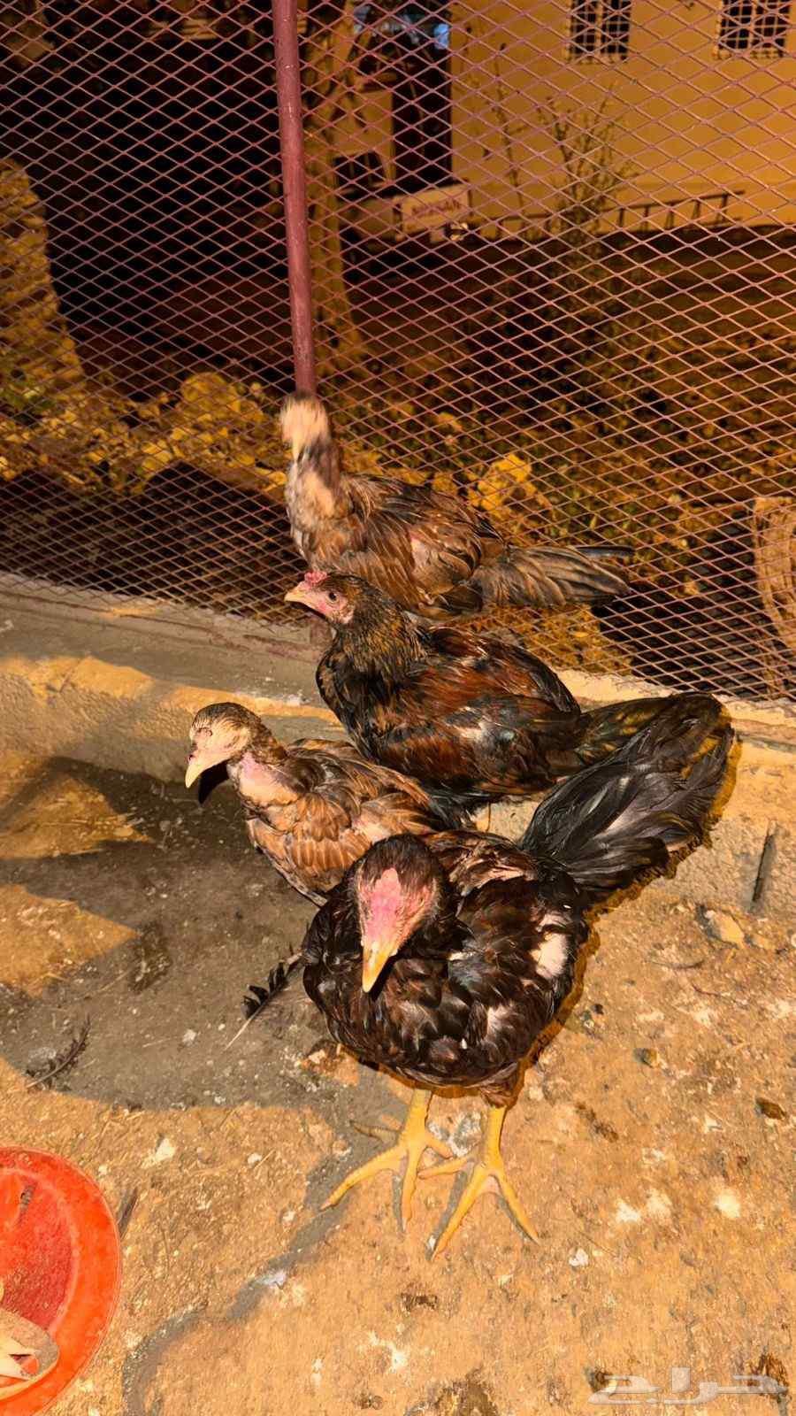 Froukh Snoud64527404146817111