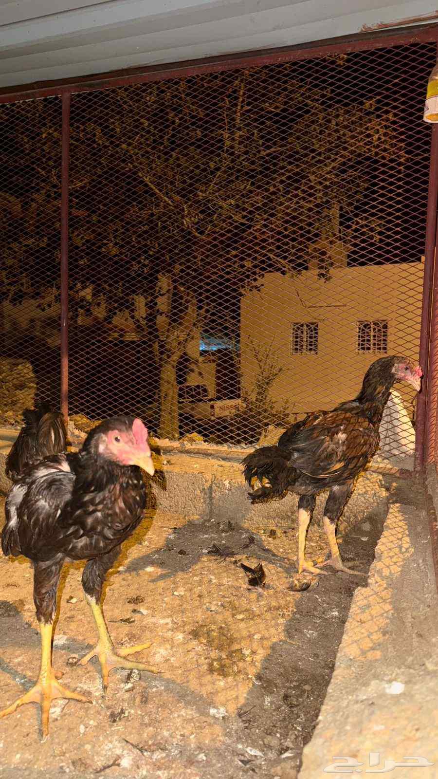 Froukh Snoud64527404146817110