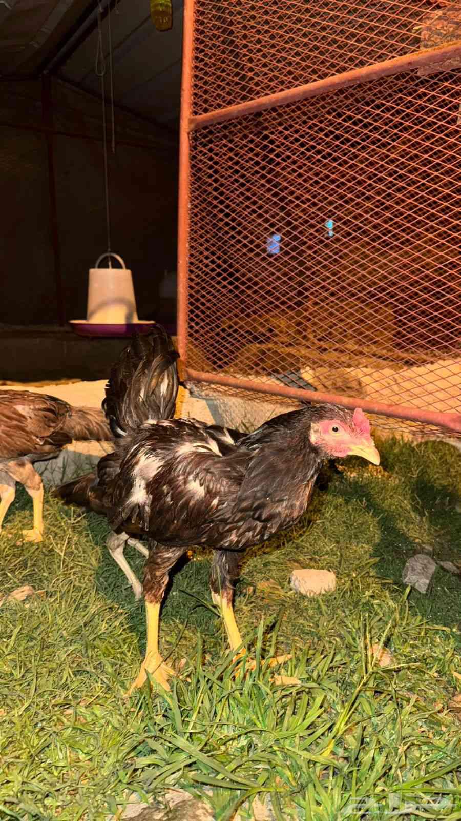 Froukh Snoud64527404146817114