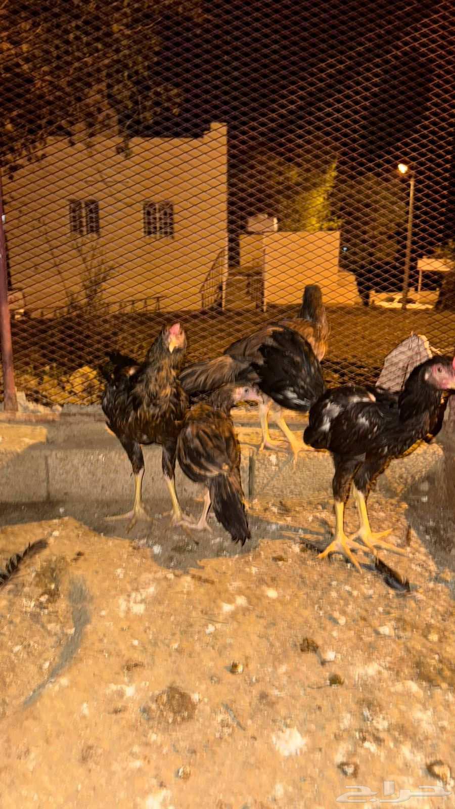 Froukh Snoud64527404146817113