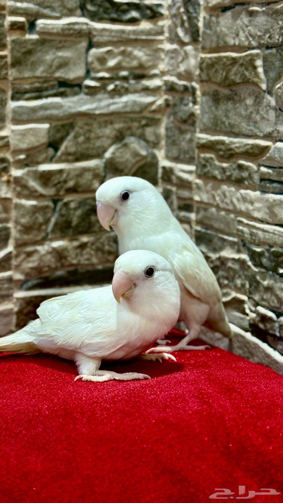 طيور روز زوج أليفين64528710440578110