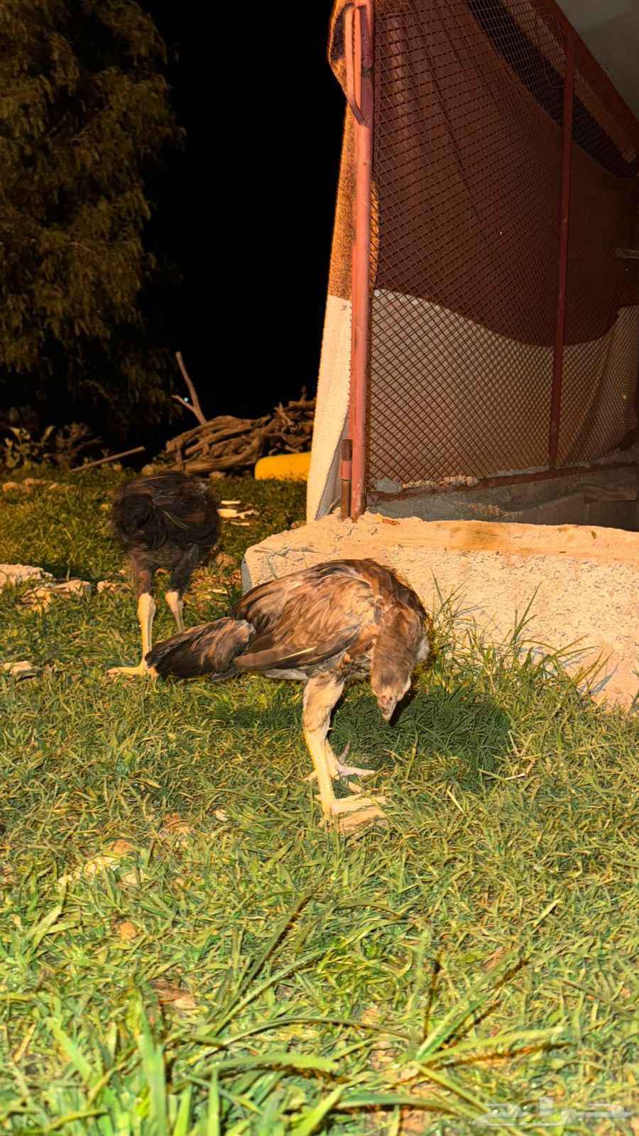 Froukh Snoud64527404146817112