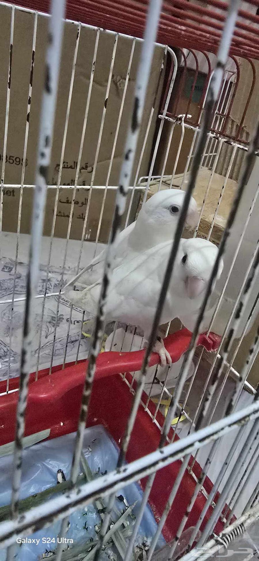 بغبغاء روز البينو64532565275650110