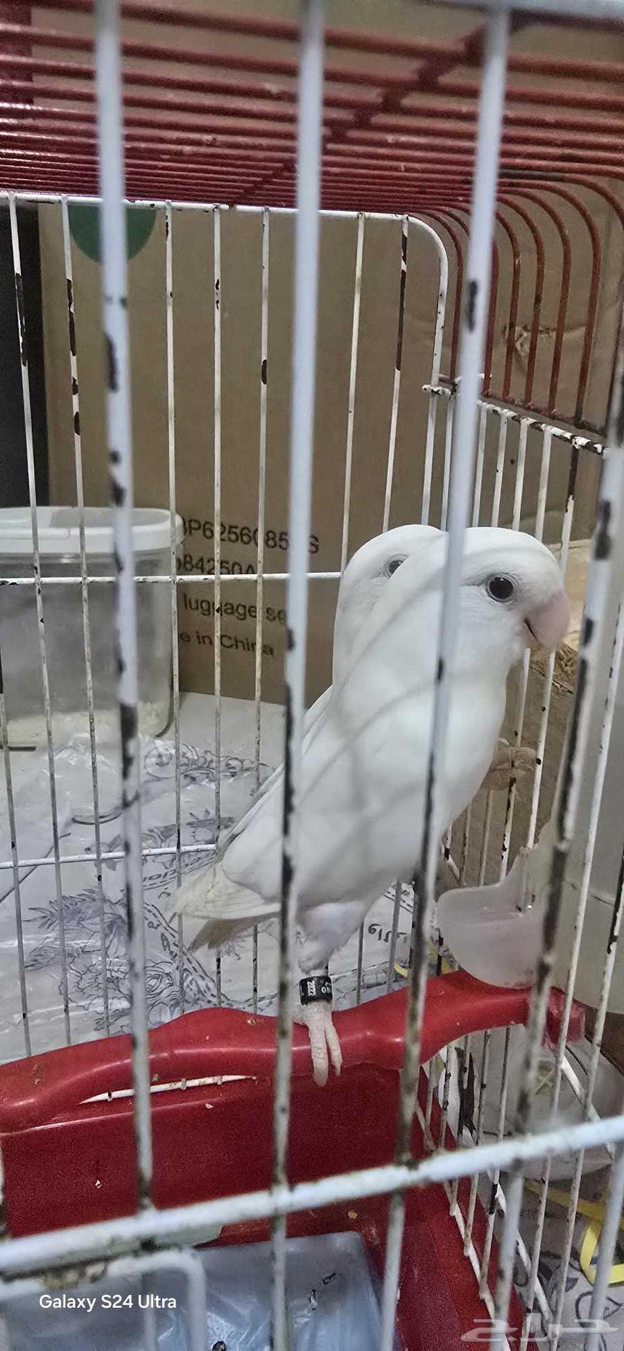 بغبغاء روز البينو64532565275650112