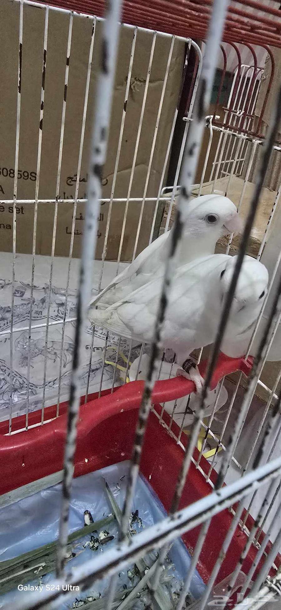 بغبغاء روز البينو64532565275650111