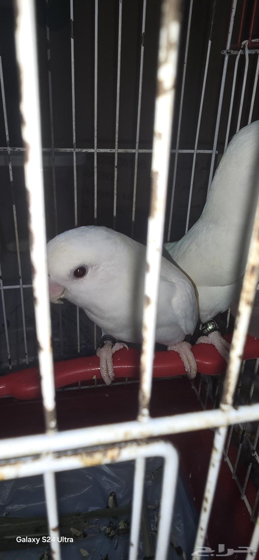 بغبغاء روز البينو64532565275650113