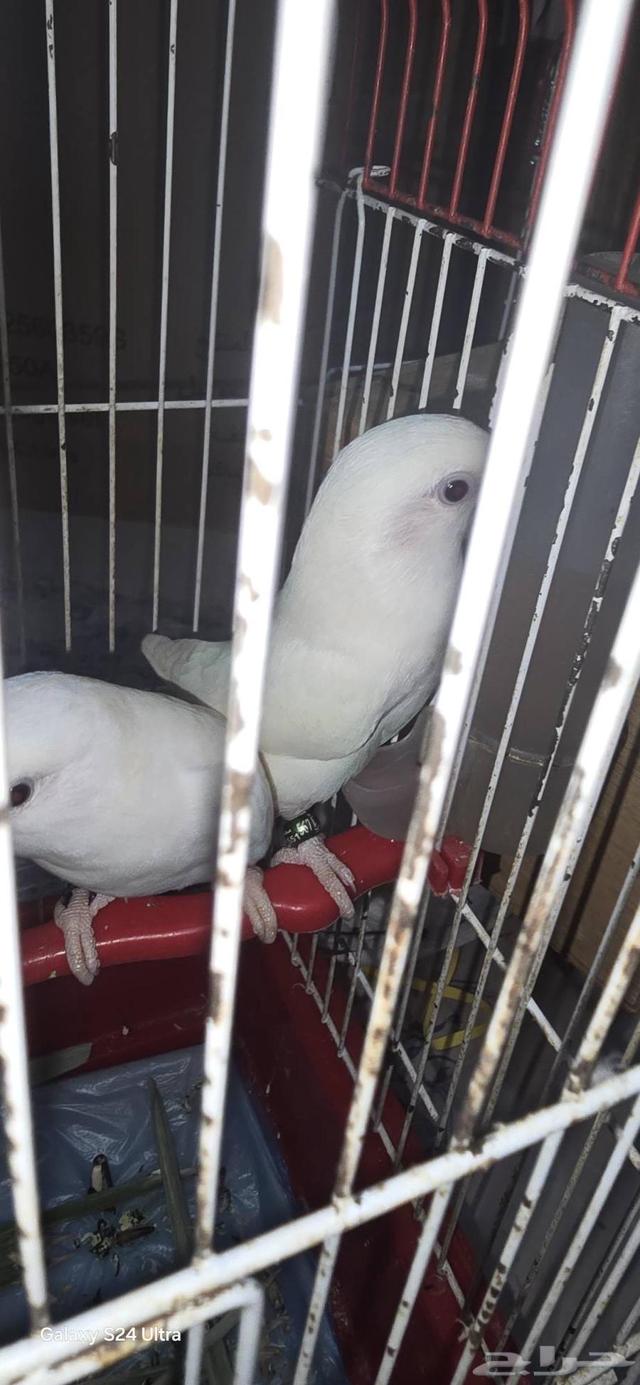 بغبغاء روز البينو64532565275650114