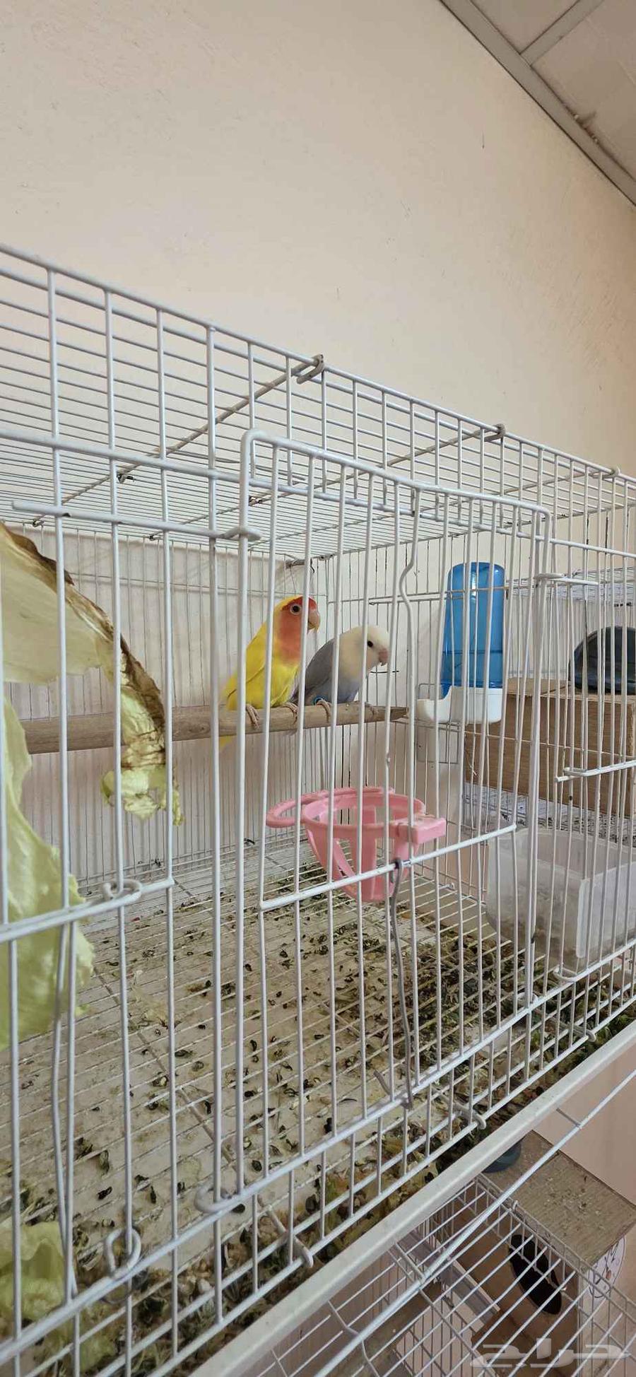 زوج روز منتج للبيع64534141939843110