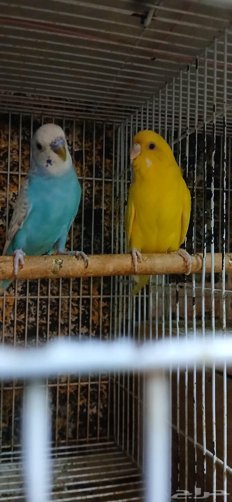 طيور للبيع64530149371906113