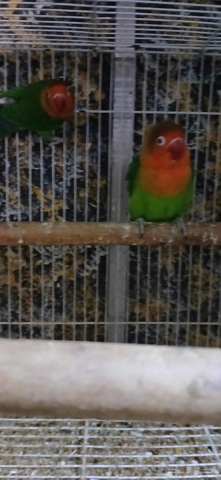 طيور للبيع64530149371906114