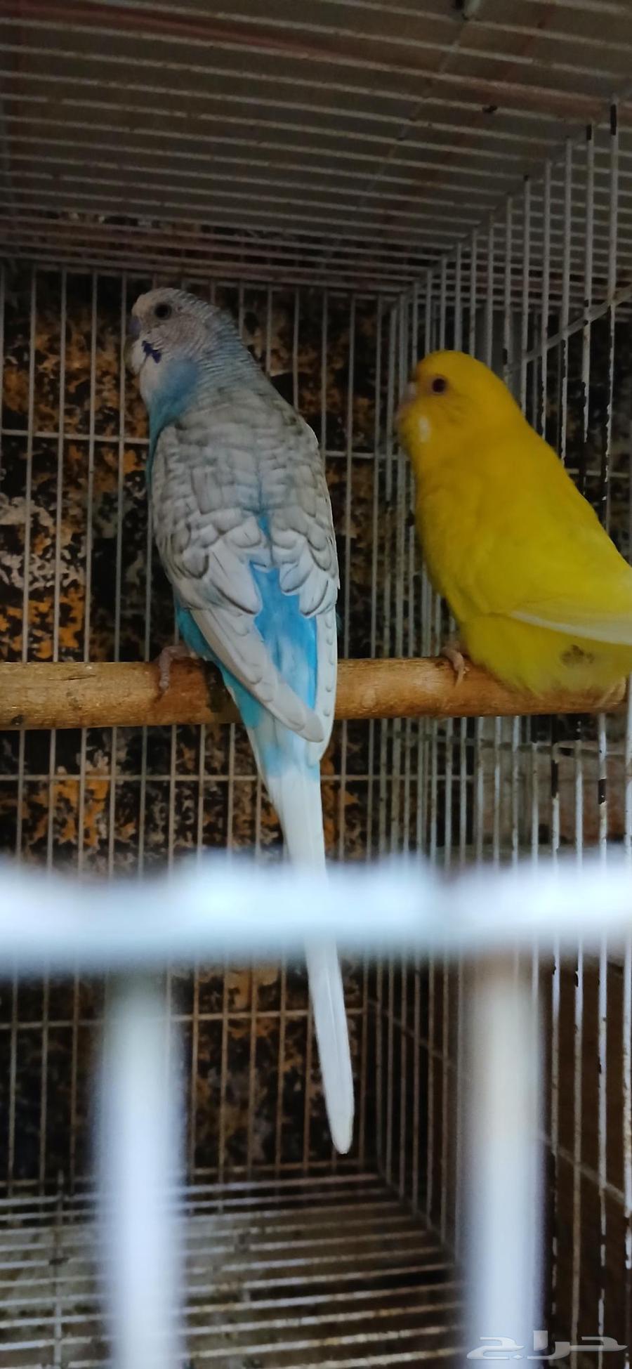 طيور للبيع64530149371906111