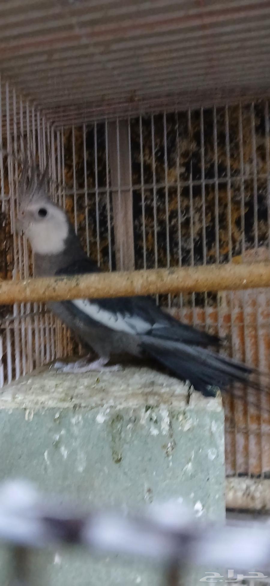 طيور للبيع64530149371906110