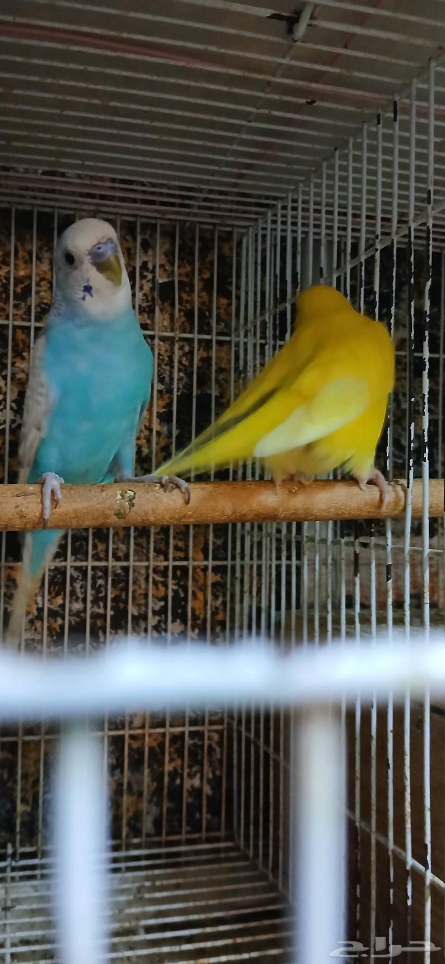 طيور للبيع64530149371906112