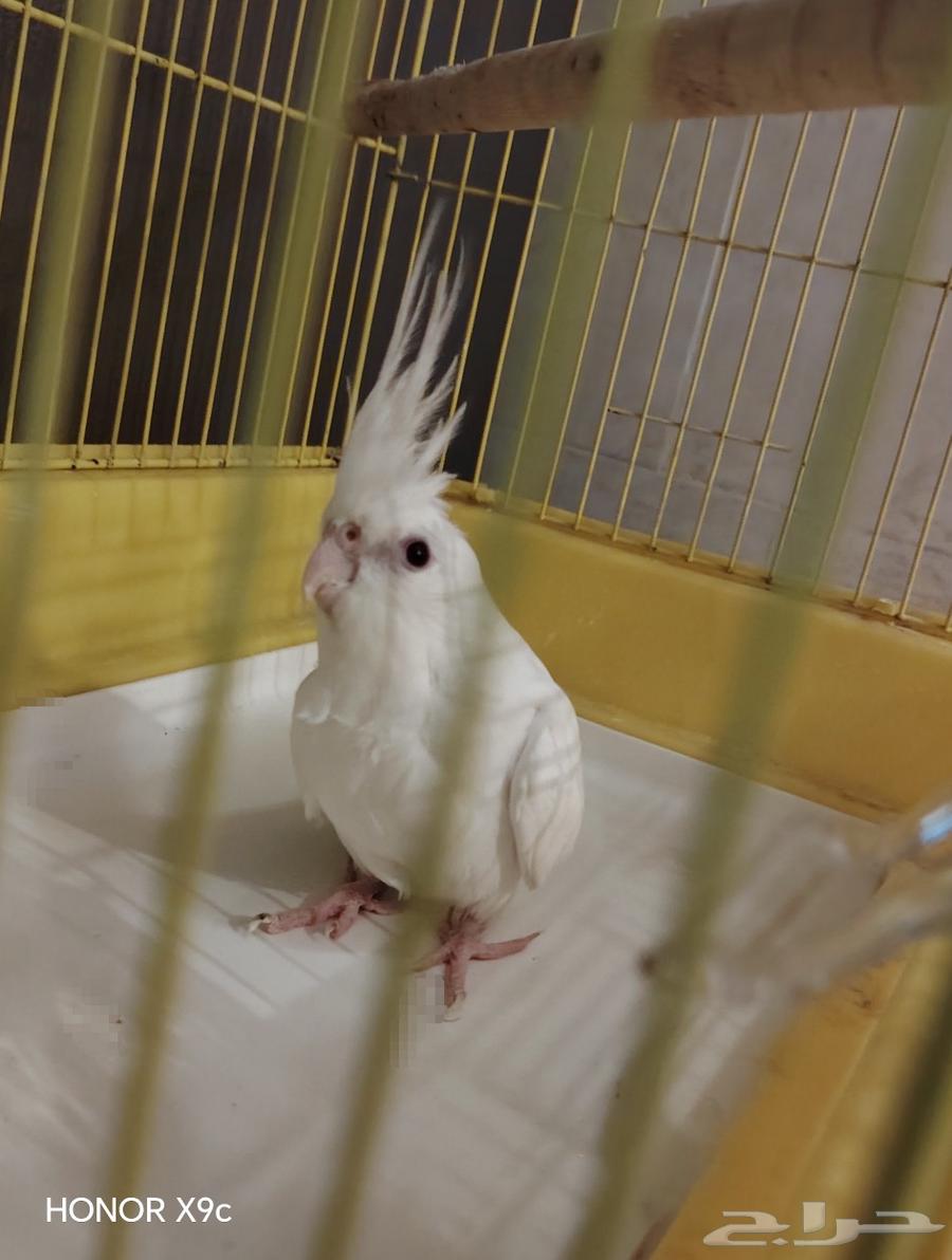 أنثى البينو للبيع64534536885249114