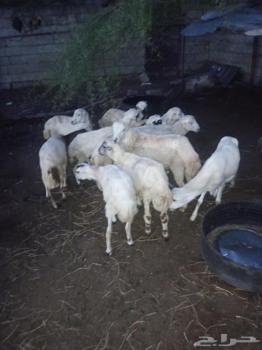 خرفان بلدي للبيع العدد 1264532621435010111