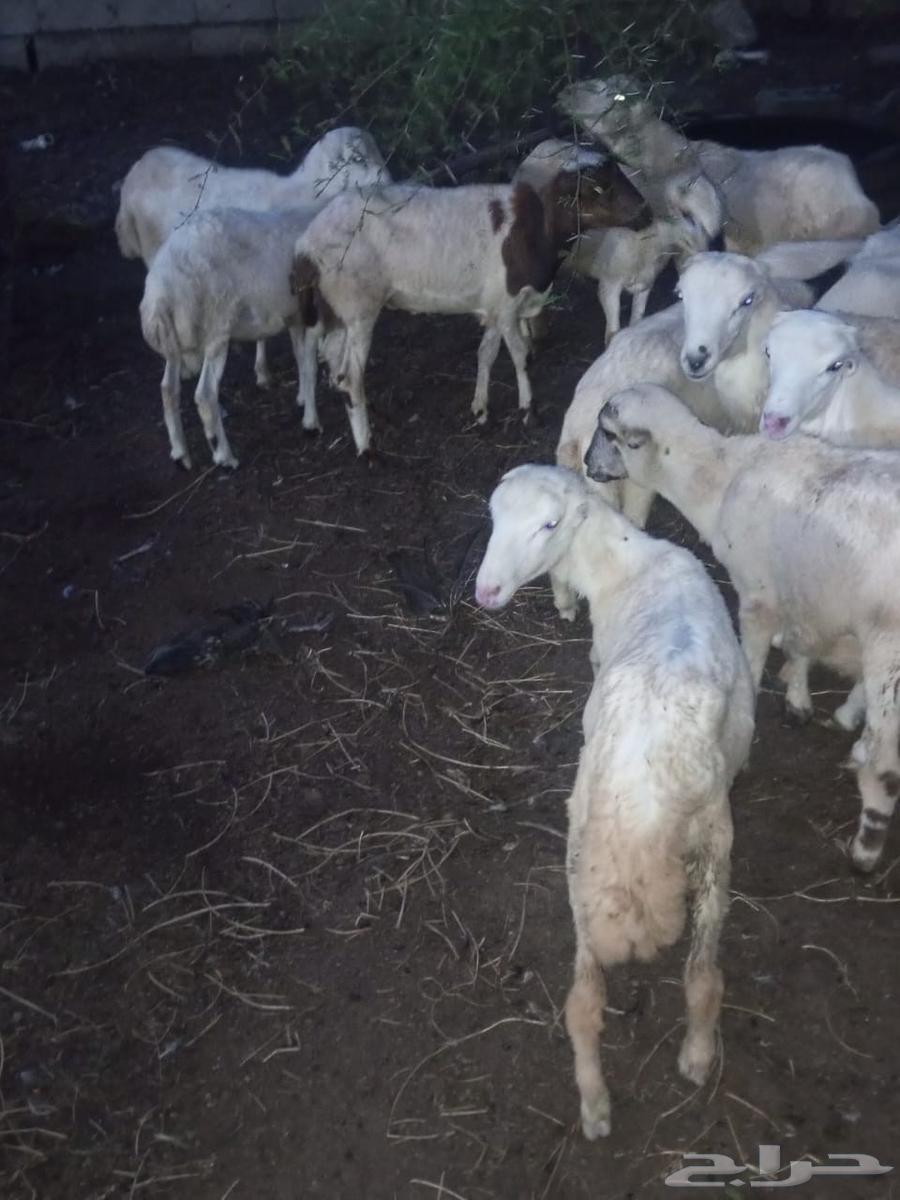 خرفان بلدي للبيع العدد 1264532621435010112