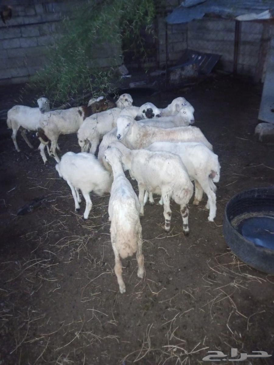 خرفان بلدي للبيع العدد 1264532621435010110