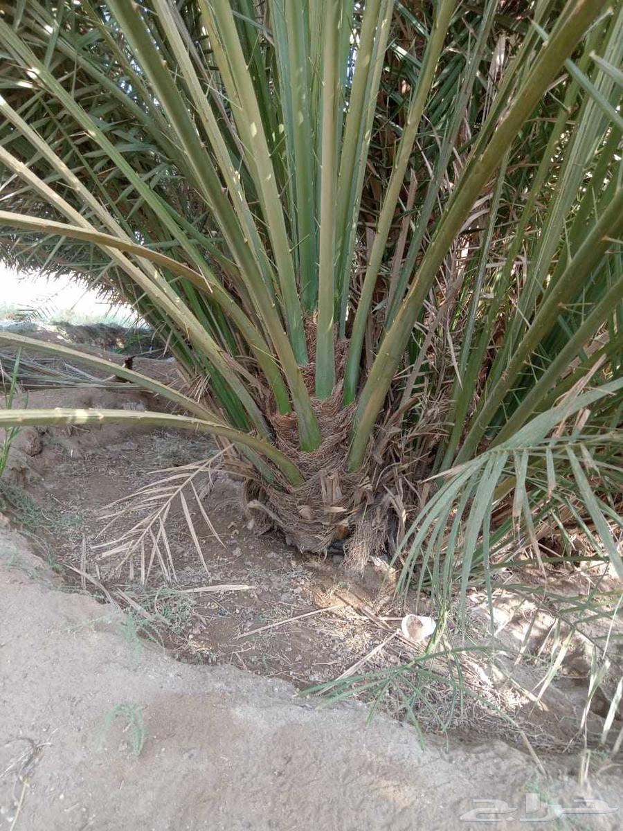 نخل للبيع في البدع64528365640707112