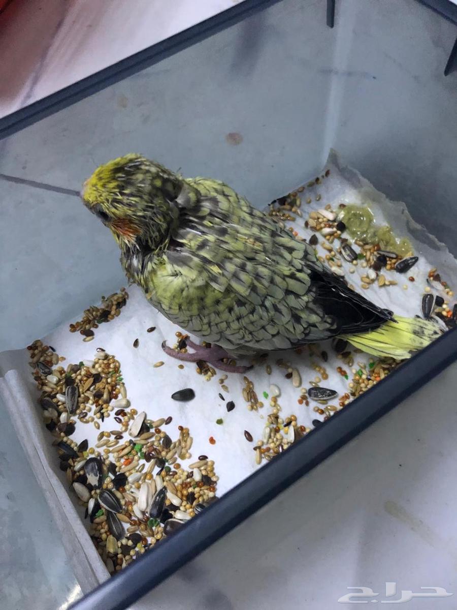 للبيع فرخ كروان كوكتيل64528153772545110