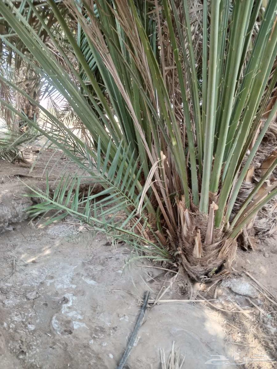 نخل للبيع في البدع64528365640707114