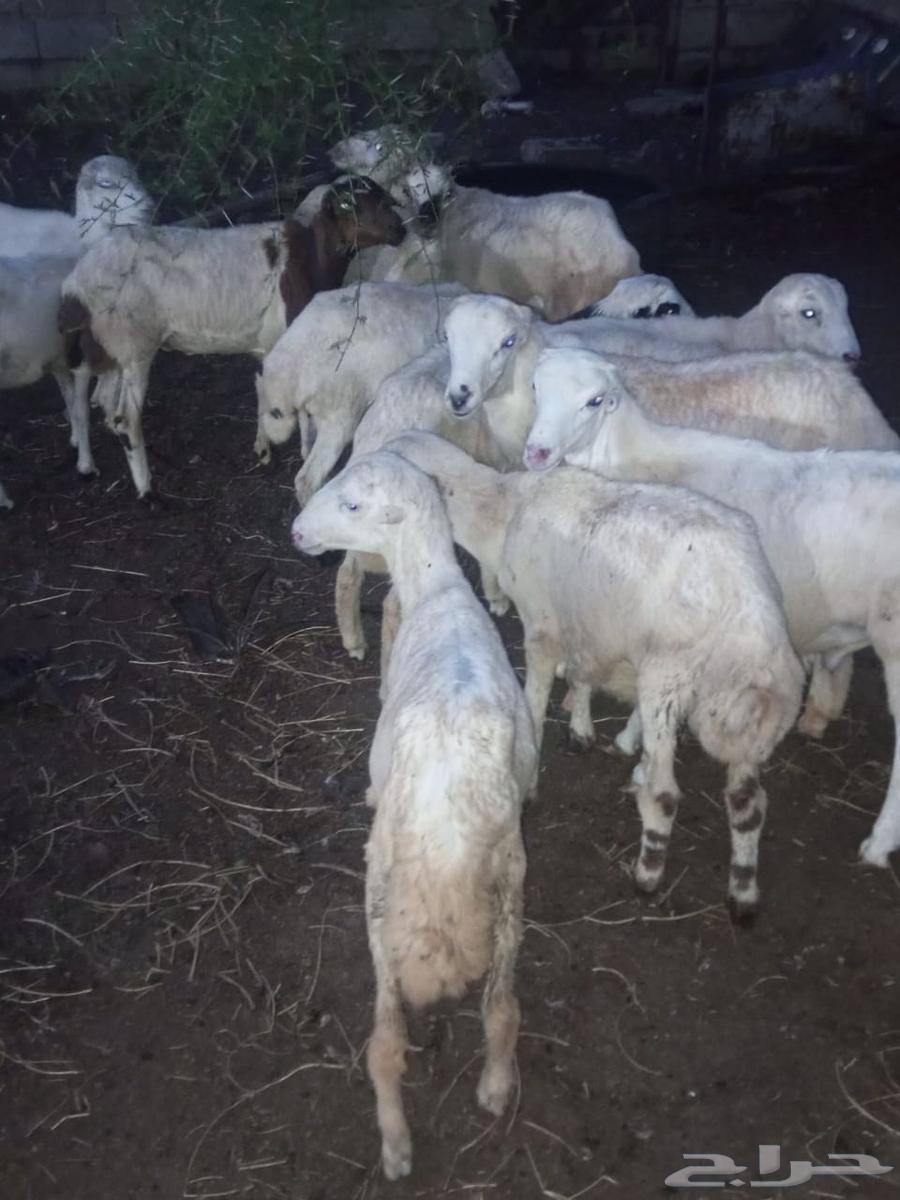 خرفان بلدي للبيع العدد 1264532621435010113