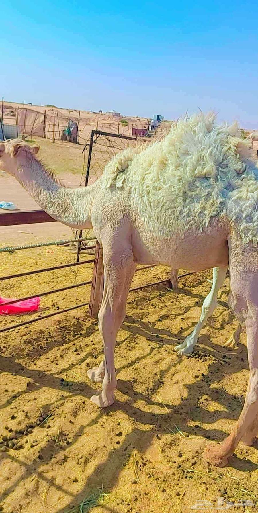 حاشي لباني قافل شحم بالأمس مفرود من امه عليه سوم 435064531745565059111