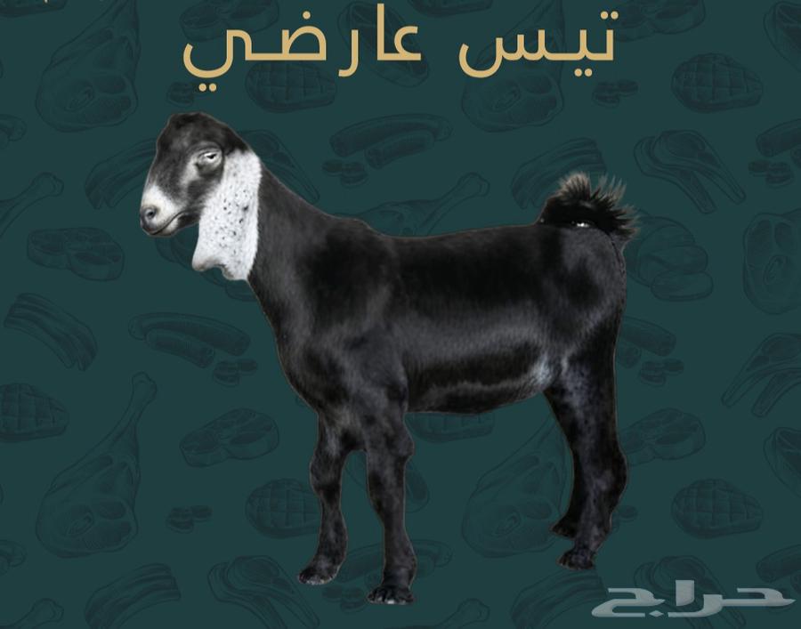 تيوس ذبايح للبيع64536626888705110